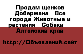 Продам щенков Добермана - Все города Животные и растения » Собаки   . Алтайский край